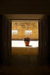 plant through a doorway in a corridor