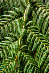 fern branches overlaying each other