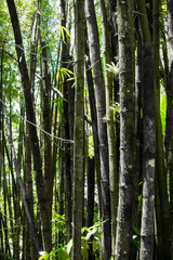 Fototapeta na wymiar engraving on a bamboo tree