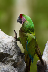 Parrot live in Mexico 