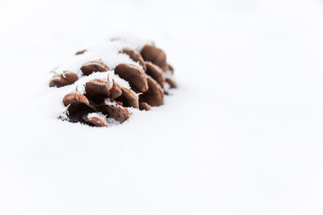 Pine Cone In Snow
