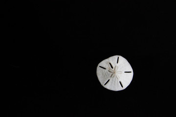white sand dollar on a black background
