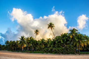 Fototapeta na wymiar palm trees in front of a cloudy sky