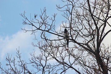 겨울나무에 까치
