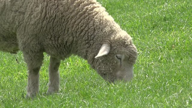 牧場の羊