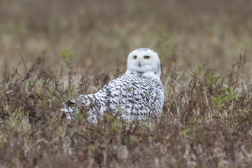 Snowy Owl in grass field