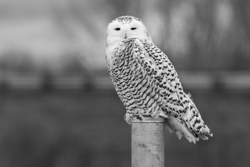 Black and white close up of Snowy Owl perched on steel post and looking at camera