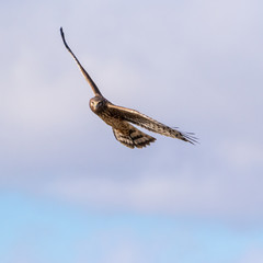 Closeup of Northern Harrier in flight looking at camera