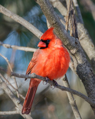 Male Northern Cardinal on a branch close up