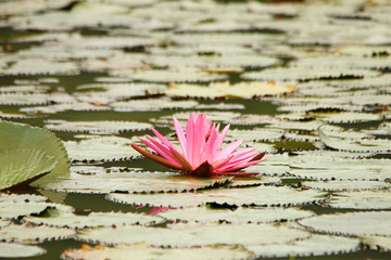 water lily in pond