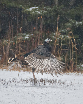 Wild Turkey dancing in snowfall