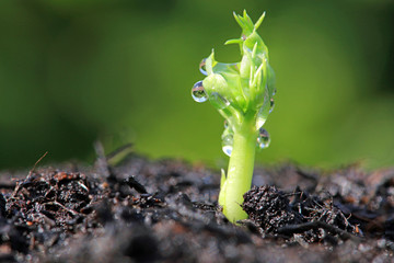 close up of a new vegetable plant shoot with water droplets
