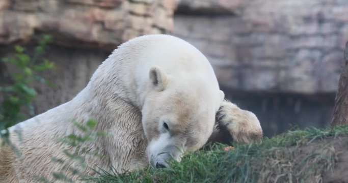 Polar Bear in captivity scratch head. Large white carnivorous bear that lives in the Arctic Circle and in captivity in zoo enclosures. Cold temperature hunts for seals across snow, ice and tundra.