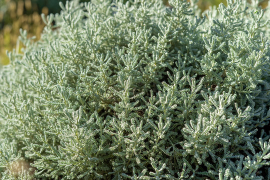 Closeup of a olive herb shrub