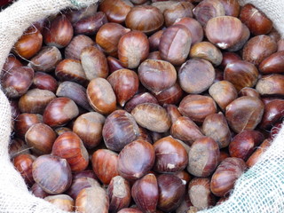Esskastanien - Maronen