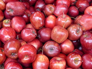 Kleine, rote glänzende Winteräpfel