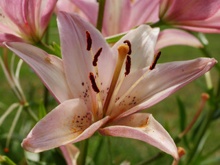 Pink lily on green background
