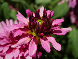 Closeup of pink flower