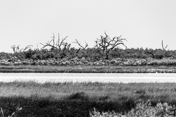Louisiana, dintorni di New Orleans (USA)