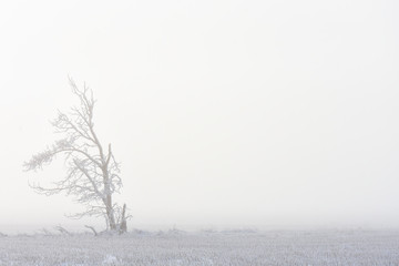Isolated Foggy Tree