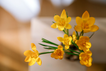 Yellow daffodils on wooden background, flat lay