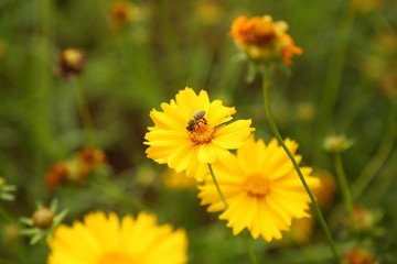 Bee and yellow flowers in garden