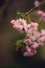 cherry blossoms in Spring. 