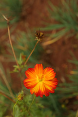 flower on green background of grass