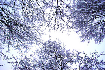 деревья в снежном плену