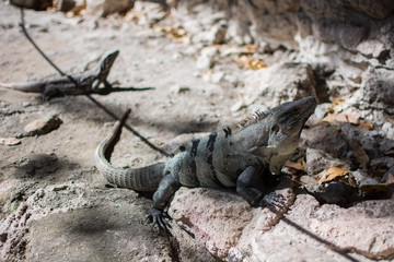 Iguana