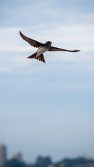 swallow flying in the sky