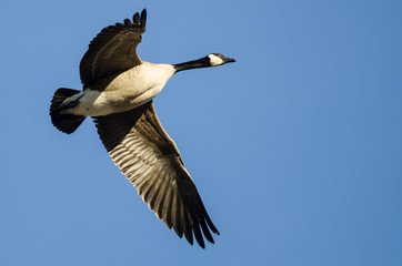 Canada Goose Flying in a Blue Sky
