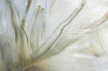 Nature Abstract: Delicate White Milkweed Seed Fibers