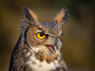 Great Horned Owl 4