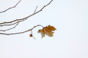 platane branches in the frost and snow