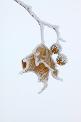 platane fruit in the frost and snow