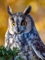 Long-Eared Owl 4
