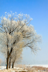 Rime natural landscape in north China