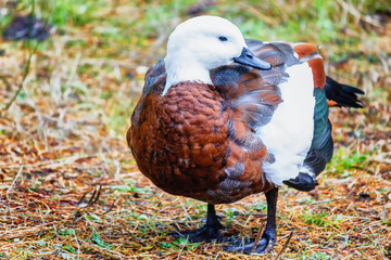 Paradise Shelduck Female