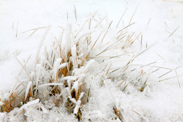 grass in the wind and snow