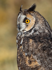 Long-Eared Owl 6