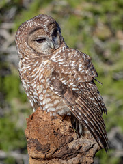 Mexico Spotted Owl 2