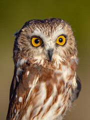 Northern Saw-Whet Owl 3
