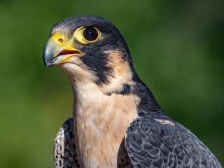Peregrine Falcon
