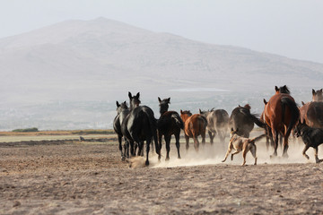 a plain with beautiful horses in sunny summer day in Turkey. Herd of thoroughbred horses. Horse herd run fast in desert dust against dramatic sunset sky. wild horses 