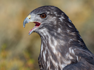 Red-Tailed Hawk Harlon Coloring 4
