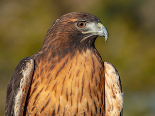 Red-Tailed Hawk 3