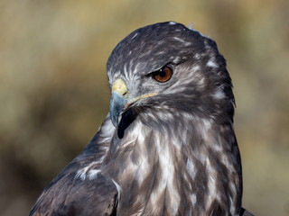 Red-Tailed Hawk Harlon Coloring 2