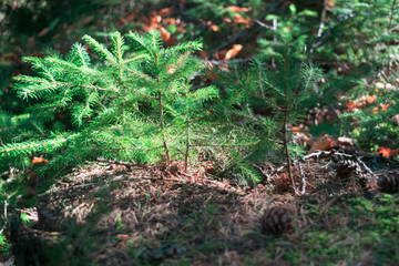 Little green fir tree in autumn forest in the evening