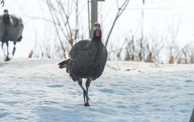Eastern Wild Turkey (Meleagris gallopavo silvestris) hen in a wooded yard. 